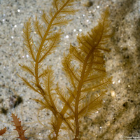 Desmarestia ligulata (Flattened Acid Kelp)