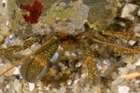 Pagurus granosimanus (Grainyhand Hermit Crab)