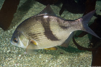 Rhacochilus vacca (Pile Perch)