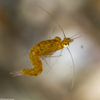 Order Mysida (Mysids)