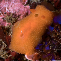 Aldisa sanguinea (Red Aldisa)