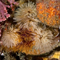 Eudistylia polymorpha (Feather Duster Worm)