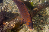 Hypsurus caryi (Rainbow Seaperch)