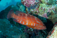 Cephalopholis miniata (Coral Grouper)