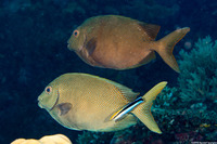 Siganus punctatus (Gold-Spotted Rabbitfish)