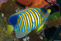 Pygoplites diacanthus (Regal Angelfish)