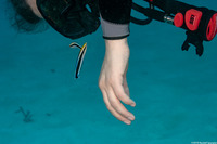 Labroides dimidiatus (Bluestreak Cleaner Wrasse)