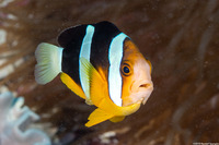 Amphiprion clarkii (Clark's Anemonefish)
