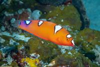 Coris gaimard (Yellowtail Coris)