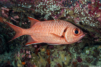 Myripristis berndti (Bigscale Soldierfish)