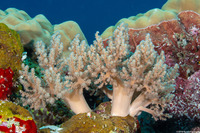 Litophyton arboreum (Litophyton Arboreum)