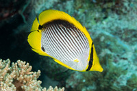 Chaetodon melannotus (Black-Backed Butterflyfish)