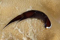 Mariaglaja inornata (Headband Headshield Slug)