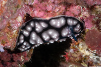 Phyllidiella pustulosa (Pustulose Phyllidia)