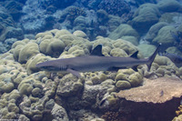 Triaenodon obesus (Whitetip Reef Shark)