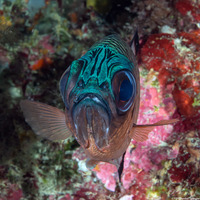 Myripristis adusta (Shadowfin Soldierfish)