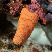 Parasphaerasclera sp.1 (Fuzzy Carrot)