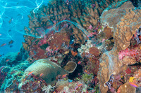 Spondylus varius (Variable Thorny Oyster)