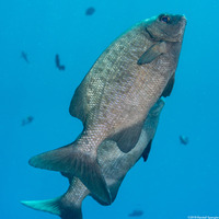 Kyphosus cinerascens (Topsail Chub)