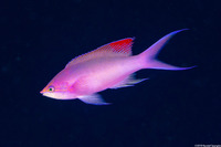 Pseudanthias pascalus (Purple Queen)