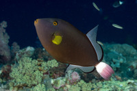 Melichthys vidua (Pinktail Triggerfish)