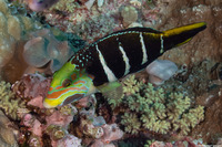 Hemigymnus fasciatus (Barred Thicklip)