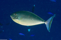 Naso hexacanthus (Sleek Unicornfish)