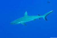 Carcharhinus amblyrhynchos (Gray Reef Shark)