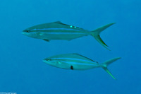 Elagatis bipinnulata (Rainbow Runner)