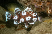 Plectorhinchus chaetodonoides (Many-Spotted Sweetlips)