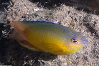 Pomacentrus simsiang (Blueback Damsel)