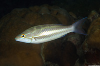 Pentapodus trivittatus (Three-Striped Whiptail)