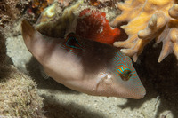 Canthigaster compressa (Fingerprint Toby)