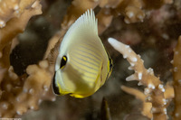 Chaetodon lunulatus (Redfin Butterflyfish)