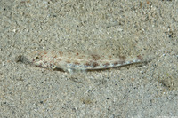 Saurida gracilis (Slender Lizardfish)