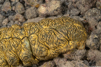 Stichopus vastus (Brown Curryfish Sea Cucumber)