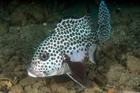Plectorhinchus chaetodonoides (Many-Spotted Sweetlips)