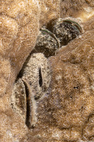 Septifer bilocularis (Box Mussel)