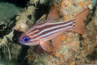Ostorhinchus compressus (Splitband Cardinalfish)