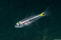 Cheilodipterus quinquelineatus (Fivelined Cardinalfish)