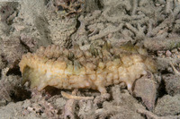 Stichopus sp.3 (Stichopus sp.3)