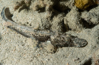 Cymbacephalus beauforti (Crocodile Flathead)