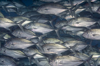 Caranx sexfasciatus (Bigeye Trevally)