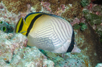 Chaetodon vagabundus (Vagabond Butterflyfish)