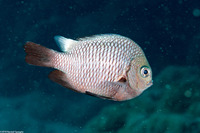 Dascyllus trimaculatus (Threespot Dascyllus)