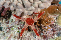 Fromia monilis (Peppermint Sea Star)