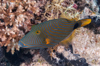 Balistapus undulatus (Orange-Lined Triggerfish)