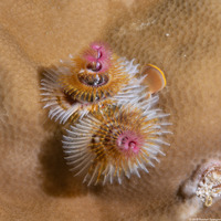 Spirobranchus sp.1 (Christmas Tree Worm)