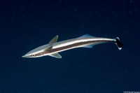 Echeneis naucrates (Sharksucker)