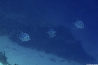 Alectis ciliaris (Threadfin Jack)